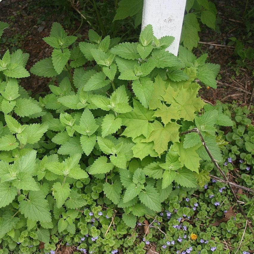 Nepeta cataria  - Catnip