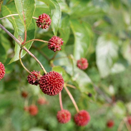 Cephalanthus occidentalis 'SMCOSS'  - Sugar Shack® Buttonbush
