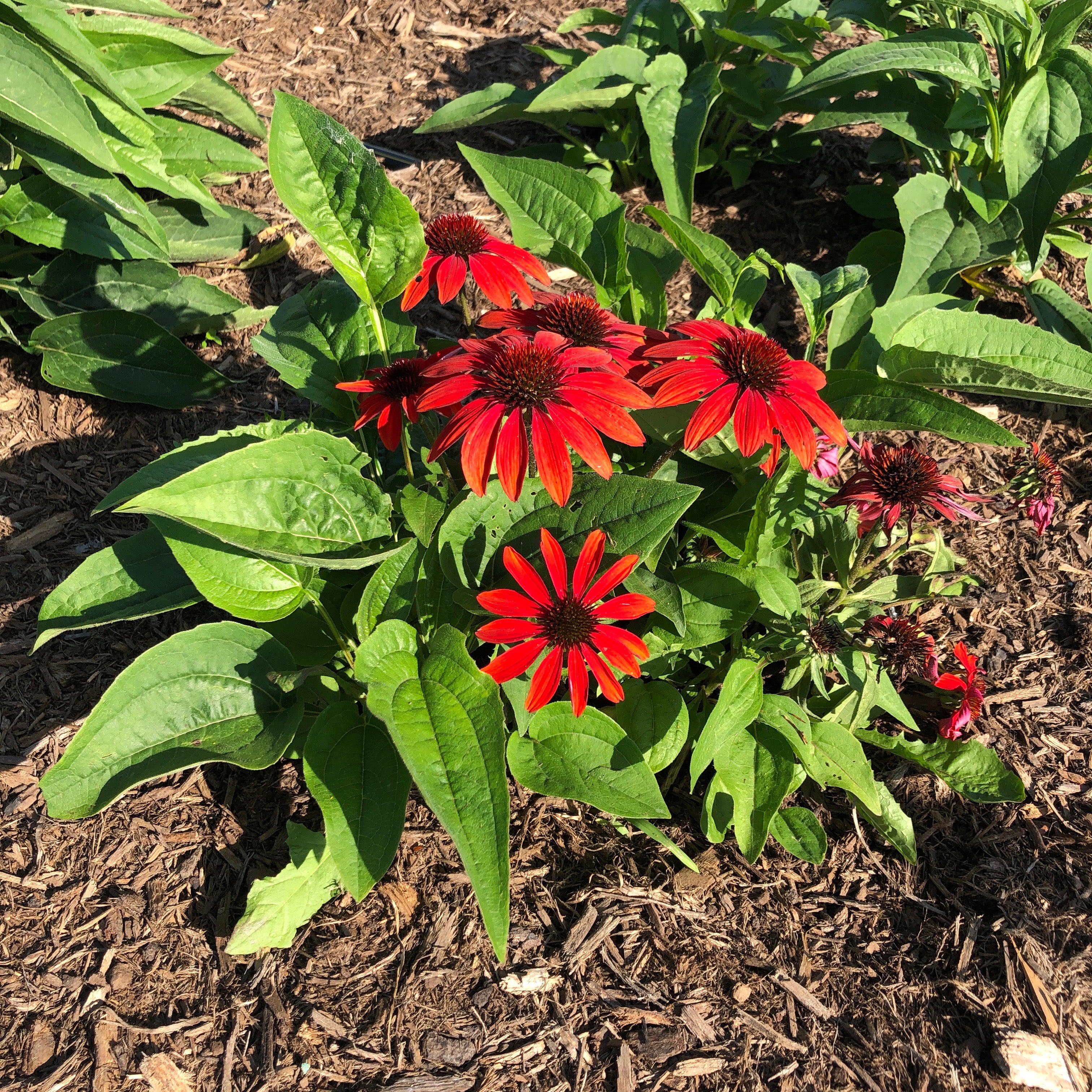 Echinacea x 'Balsomanita' PPAF  - Sombrero® Sangrita Coneflower