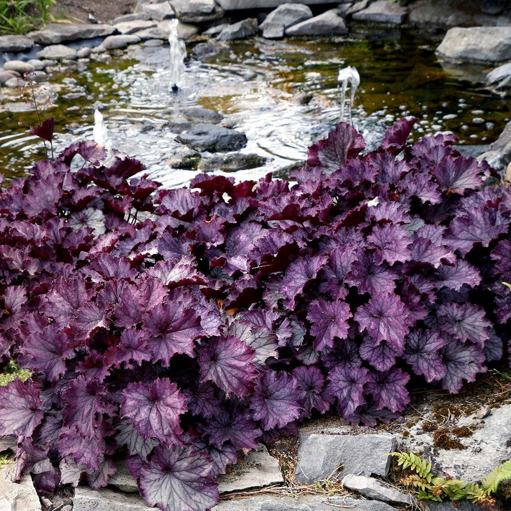 Heuchera x 'TNHEUNEP' PP#30568  - Northern Exposure™ Purple Heuchera