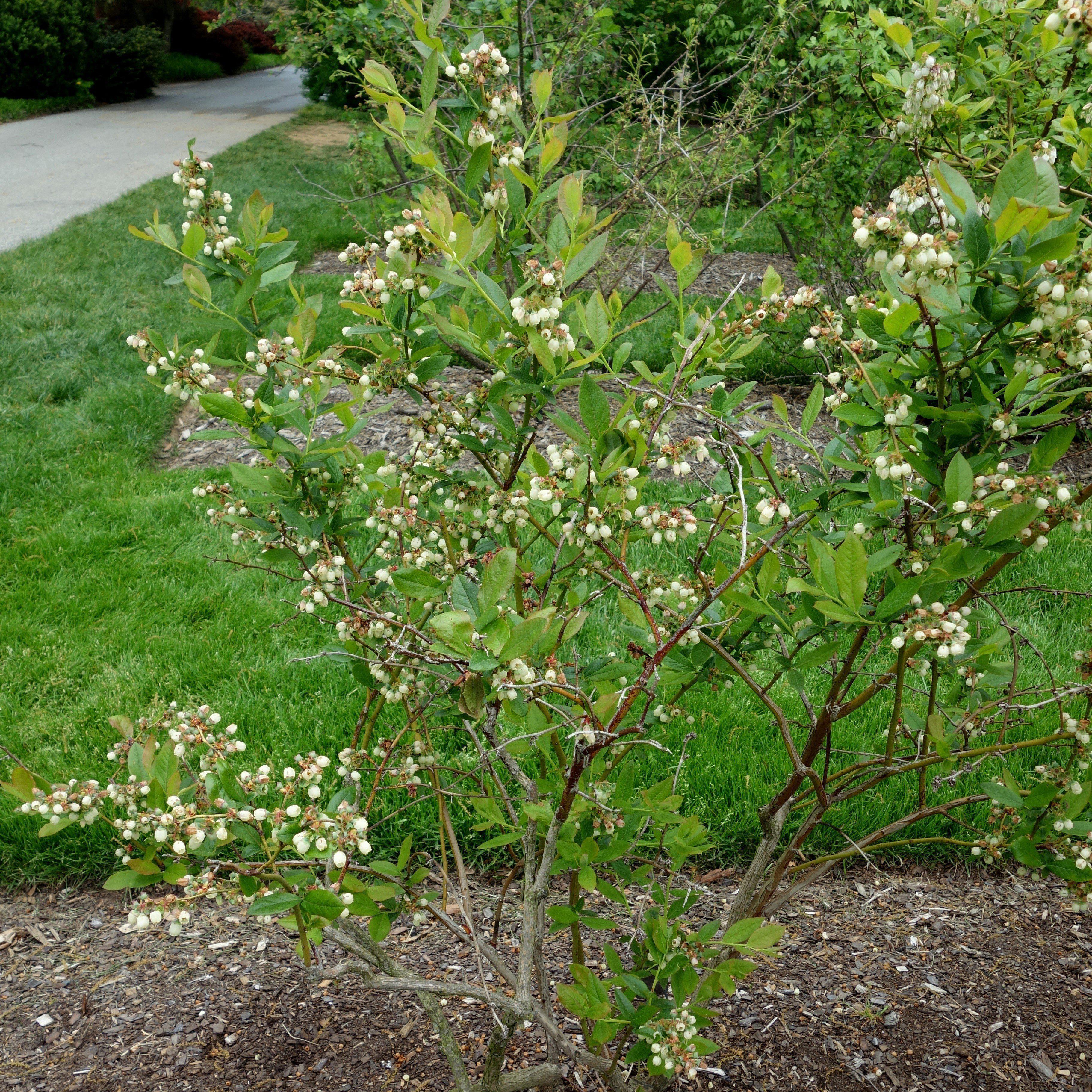 Vaccinium corymbosum 'Patriot'  - Patriot Highbush Blueberry