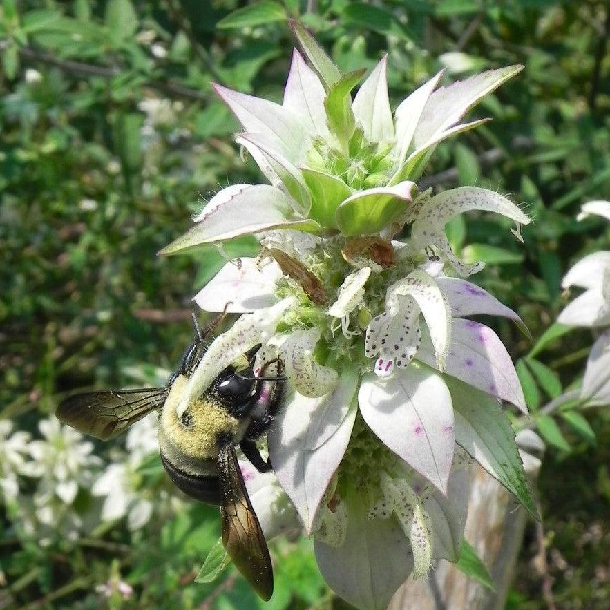 Monarda punctata  - Spotted Beebalm