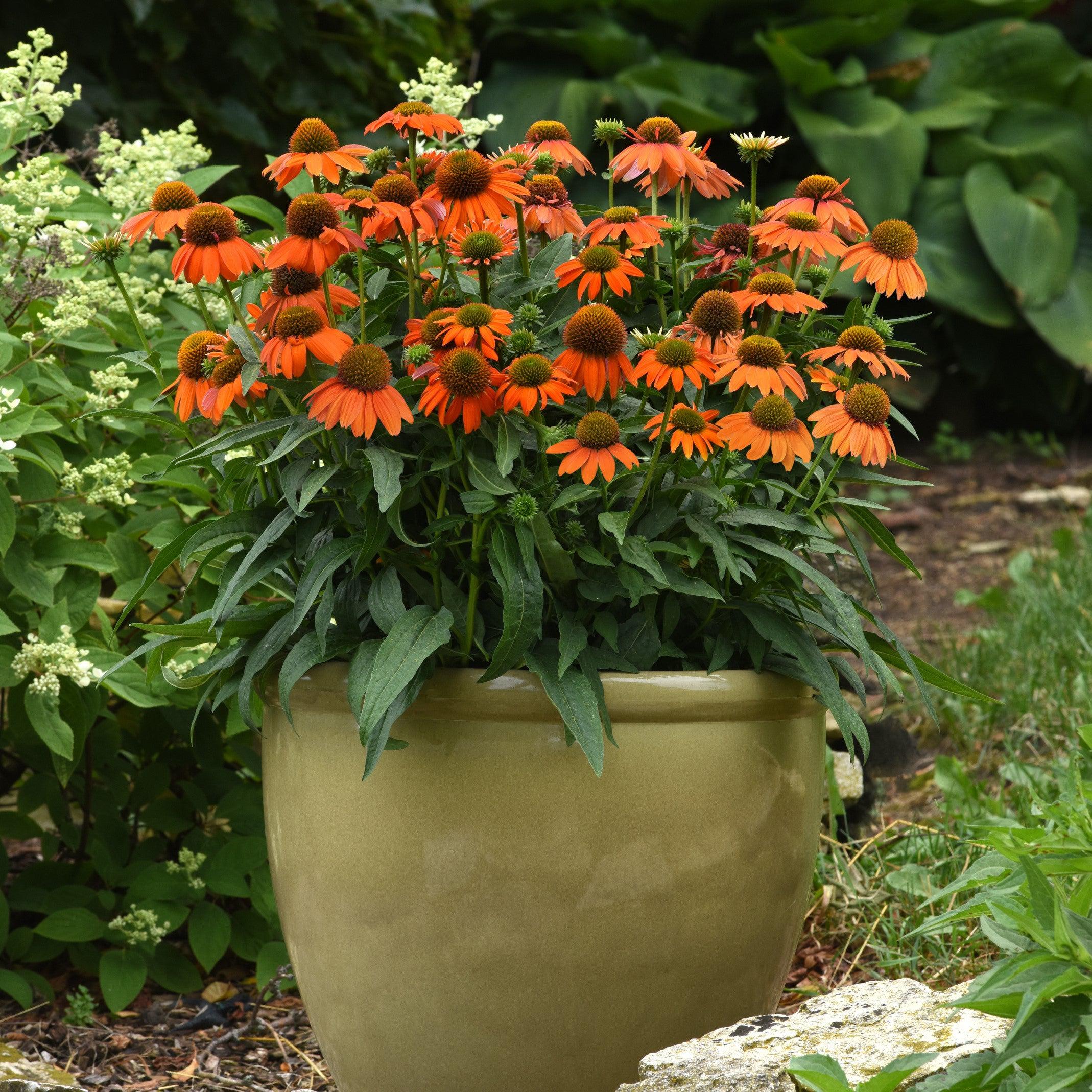 Echinacea 'PAS1308374'  - Artisan™ Soft Orange Coneflower