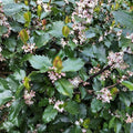 Ilex x meserveae 'Blue Prince'  - Blue Prince Holly