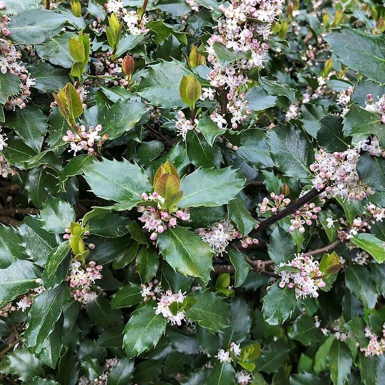 Ilex x meserveae 'Blue Prince'  - Blue Prince Holly