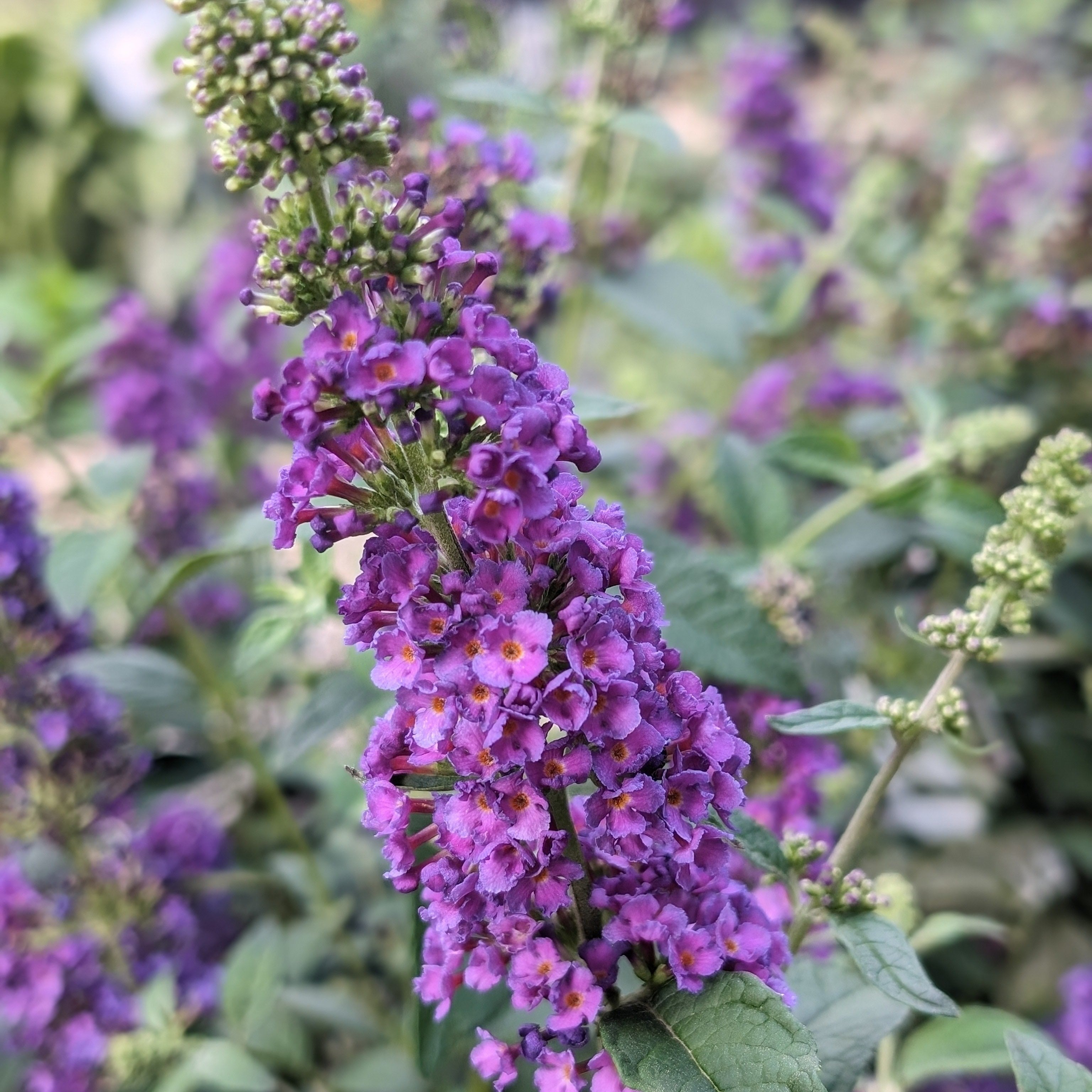 Buddleja x 'Miss Violet' PP #28,448  - Miss Violet Butterfly Bush
