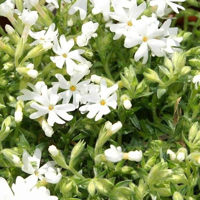Phlox subulata 'Snowflake'  - Snowflake Creeping Phlox