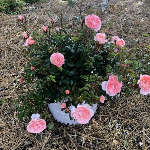 Rosa 'Meimirrot' PP#23,354  - Apricot Drift® Rose