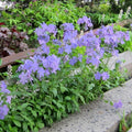 Phlox divaricata 'Blue Moon'  - Blue Moon Woodland Phlox