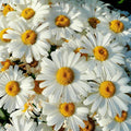 Leucanthemum x superbum 'Becky'  - Becky Shasta Daisy