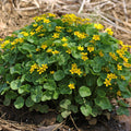 Caltha palustris  - Marsh Marigold