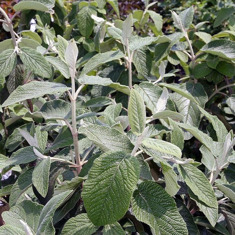 Viburnum × rhytidophylloides 'Alleghany'  - Alleghany Viburnum