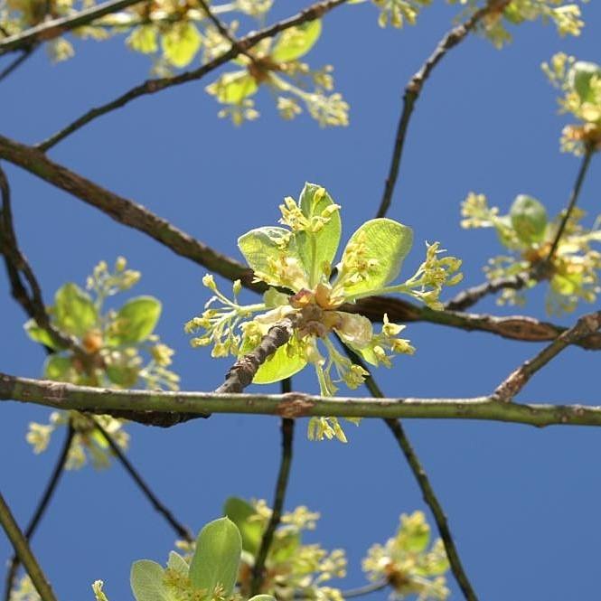 Sassafras albidum  - Sassafras
