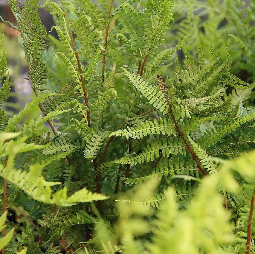 Athyrium filix-femina var. angustum 'Lady in Red'  - Lady in Red Fern, Northern Lady Fern