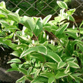 Polygonatum odoratum var. pluriflorum 'Variegatum'  - Variegated Fragrant Solomon's Seal