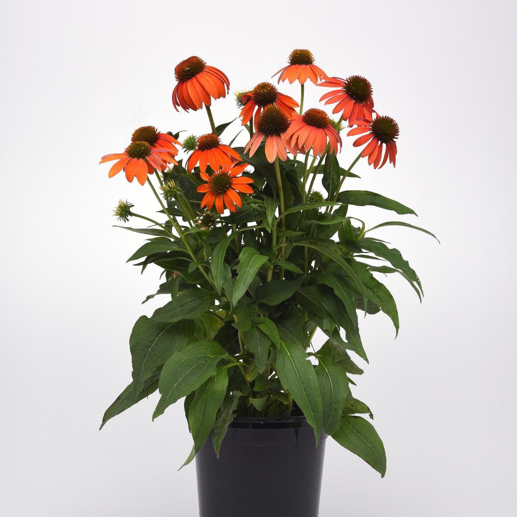 Echinacea 'PAS1308374'  - Artisan™ Soft Orange Coneflower