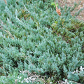 Juniperus horizontalis 'Youngstown'  - Youngstown Creeping Juniper