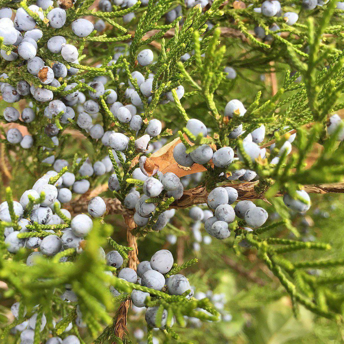 Juniperus virginiana  - Eastern Red Cedar