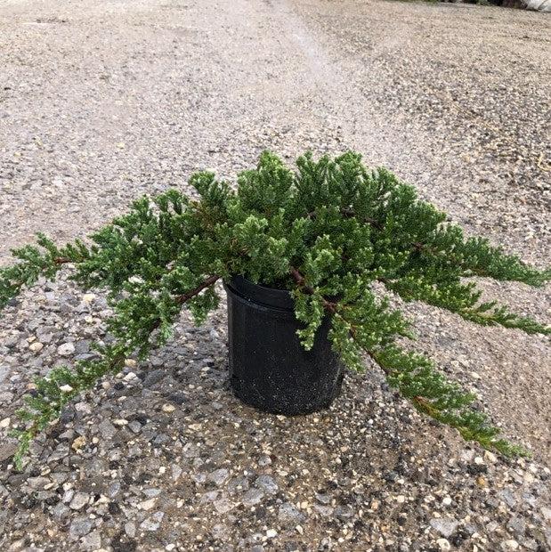 Juniperus procumbens 'Nana'  - Japanese Garden Juniper