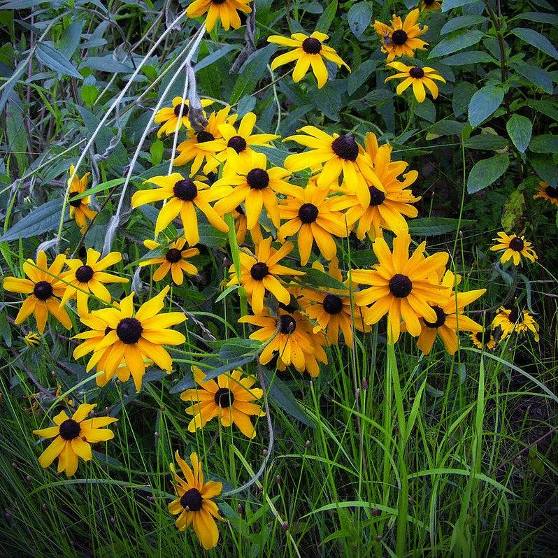 Rudbeckia hirta  - Black-Eyed Susan
