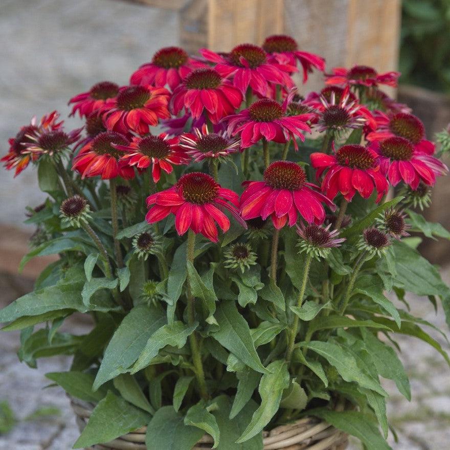 Echinacea purpurea 'SunMagic Vintage Ruby'  - SunMagic® Vintage Ruby Echinacea