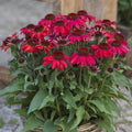 Echinacea purpurea 'SunMagic Vintage Ruby'  - SunMagic® Vintage Ruby Echinacea