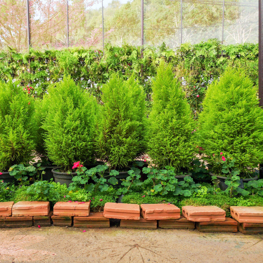 Juniperus chinensis 'Hetzii Columnaris'  - Green Columnar Juniper
