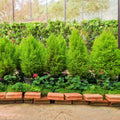Juniperus chinensis 'Hetzii Columnaris'  - Green Columnar Juniper