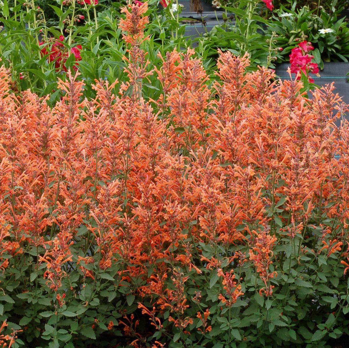 Agastache ‘Kudos Mandarin’  - Kudos™ Mandarin Hummingbird Mint, Hyssop