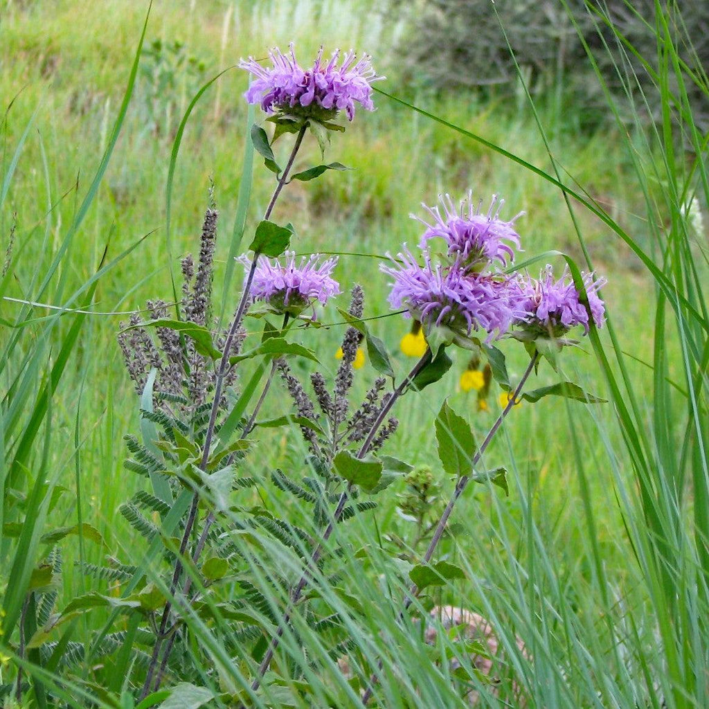 Monarda 'Blue Moon'  - Sugar Buzz® Blue Moon Bee Balm