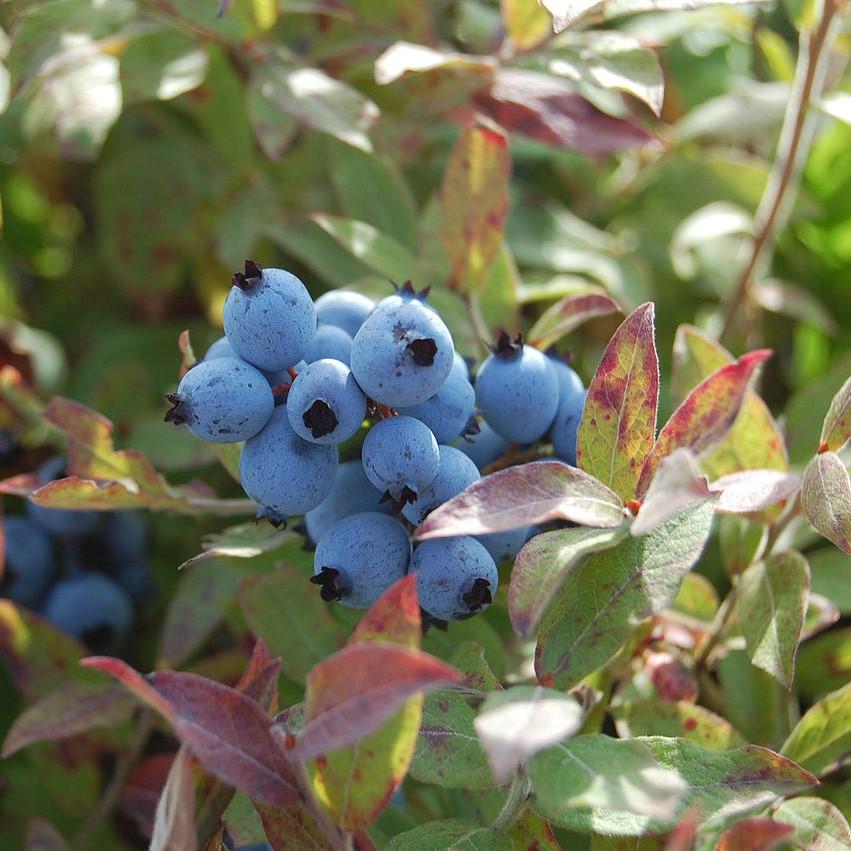 Vaccinium corymbosum 'ZF06-079'  - Pink Icing® Blueberry