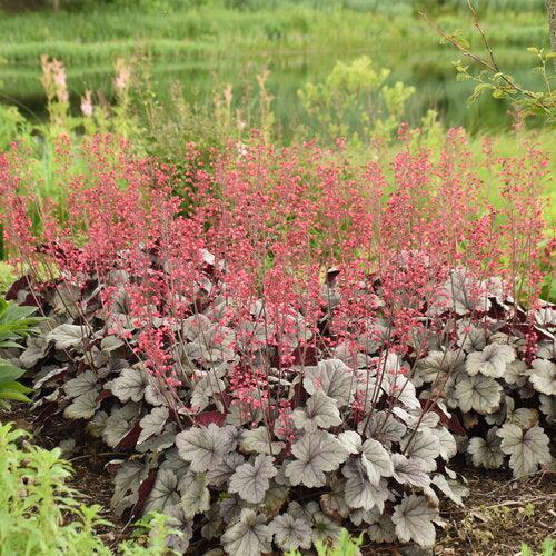 Heuchera 'Silver Gumdrop' PP29207  - Dolce® Silver Gumdrop Heuchera