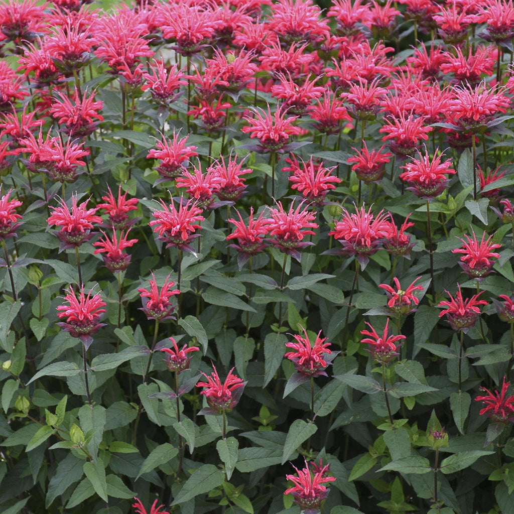 Monarda 'Red Velvet'  - PW® Upscale® Red Velvet Bee Balm