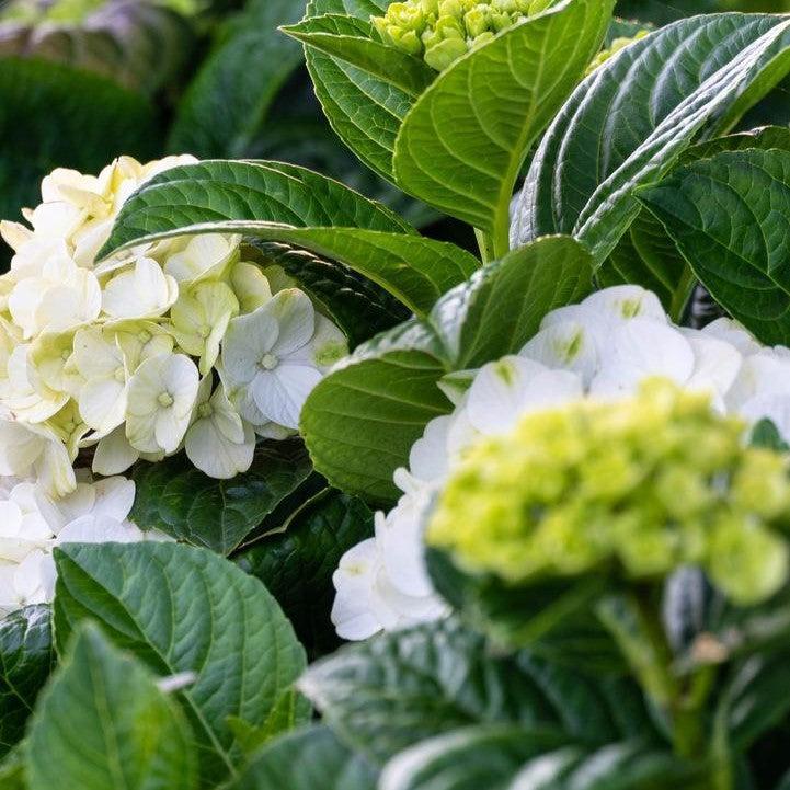 Hydrangea macrophylla 'Hokomagrito‘  - Bloomin' Easy® Grin and Tonic™ Hydrangea