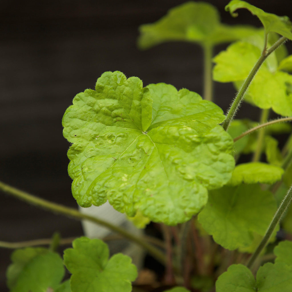 Heuchera 'Pistachio Ambrosia'  - Primo® Pistachio Ambrosia Heuchera