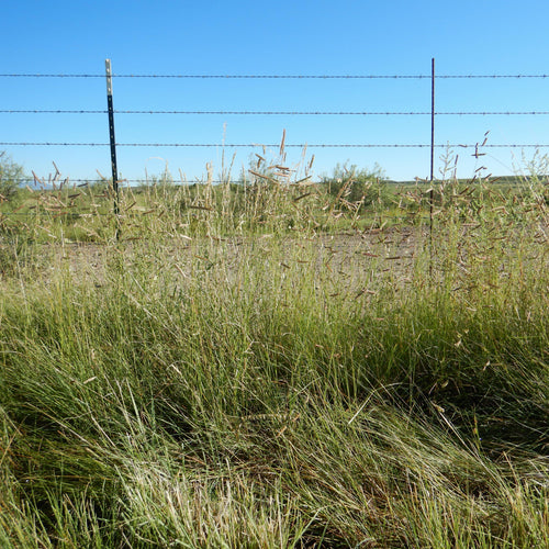 Bouteloua gracilis  - Blue Grama, Mosquito Grass