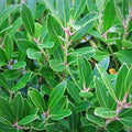 Ilex glabra 'Shamrock'  - Shamrock Inkberry Holly