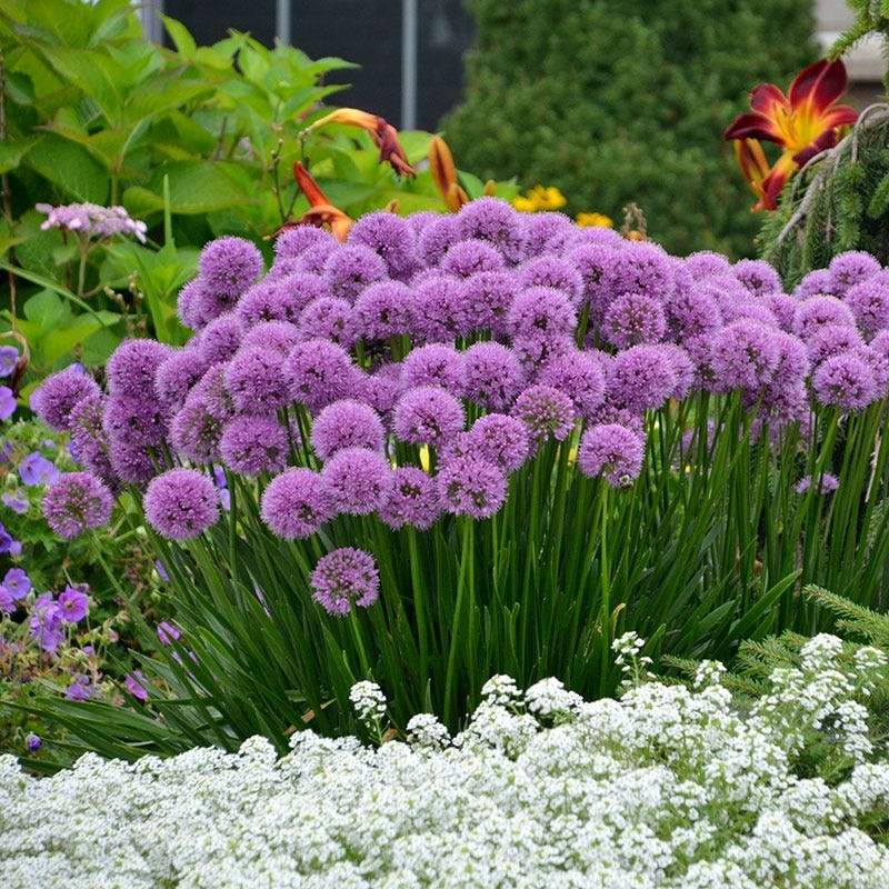 Allium 'Millenium'  - Millenium Ornamental Onion