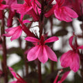 Lobelia x speciosa 'PAS1302714'  - Starship™ Rose Cardinal Flower