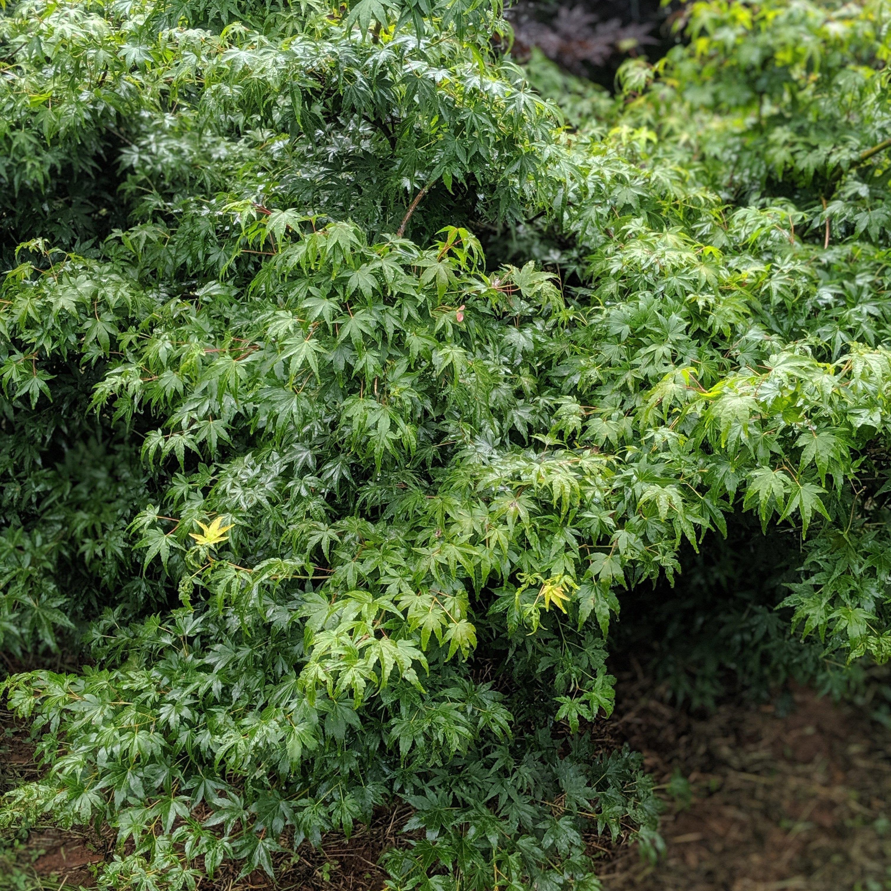 Acer palmatum var. dissectum 'Waterfall' - Waterfall Japanese Maple ...