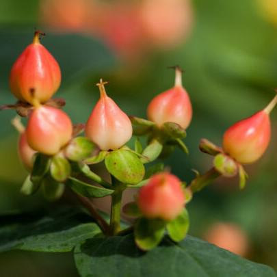 Hypericum inodorum 'Kolmapuki' PP24,576  - First Editions® Pumpkin St. John's Wort
