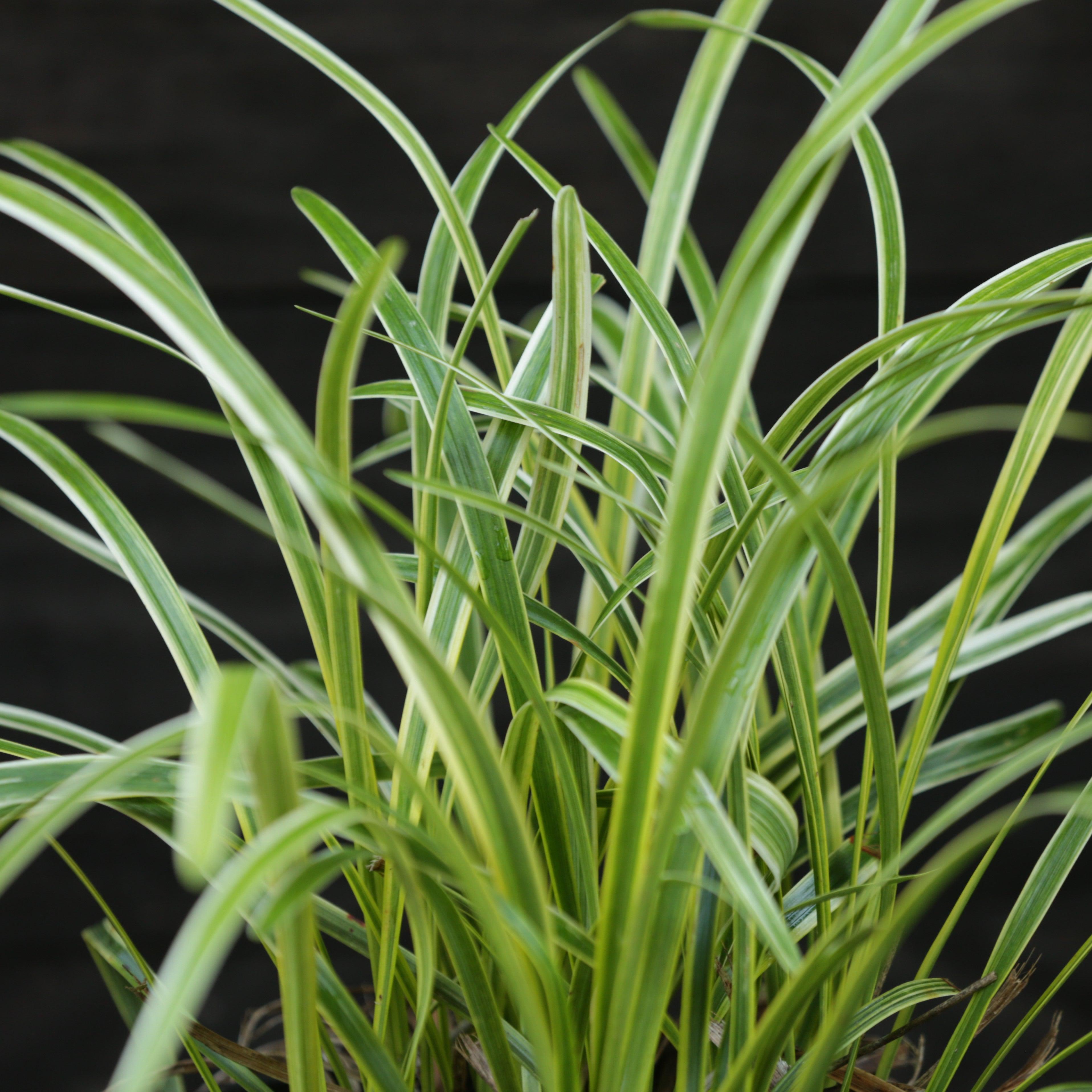 Liriope muscari 'Variegata'  - Variegated Lily Turf