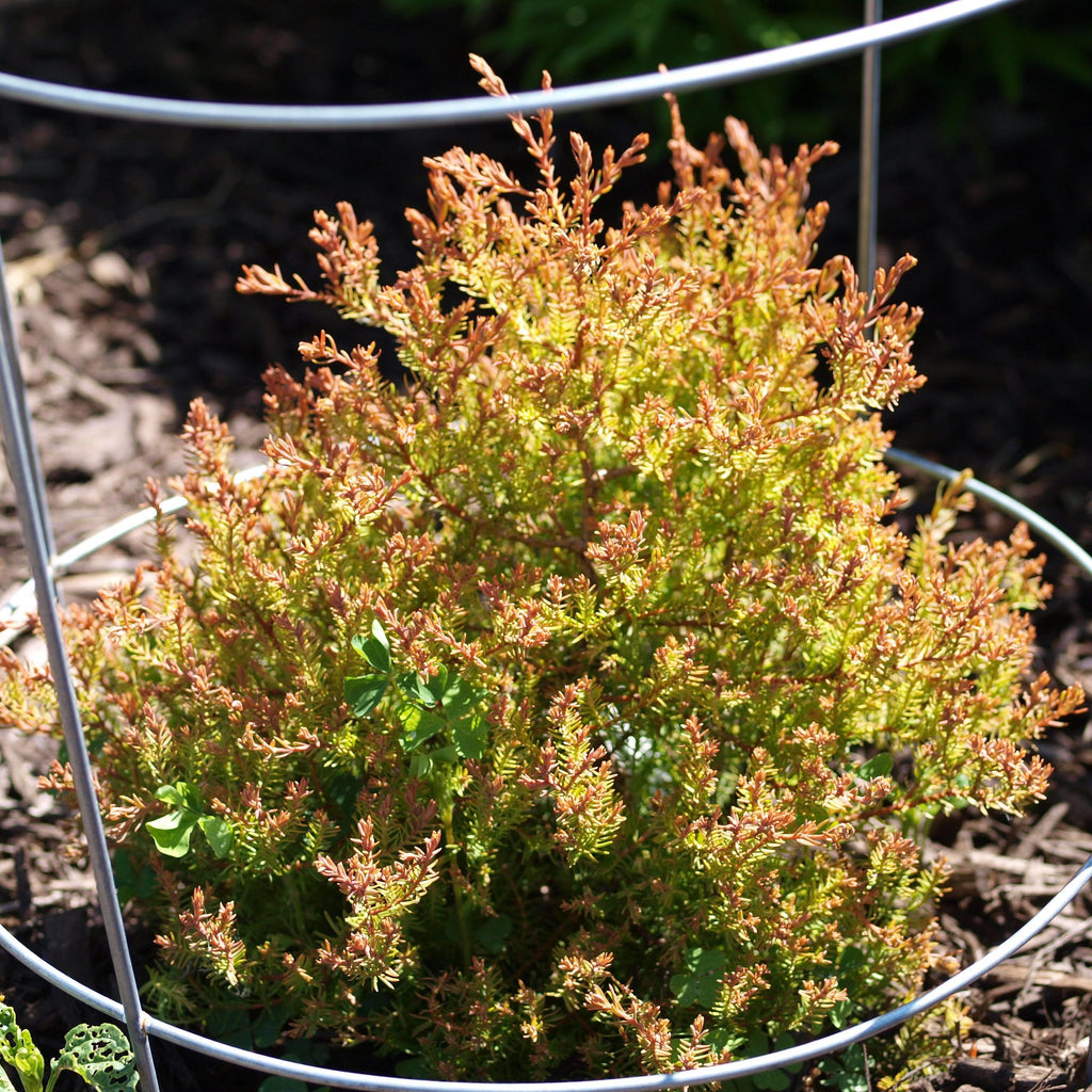 Thuja occidentalis 'Congabe' PP19,009  - Fire Chief™ Globe Arborvitae