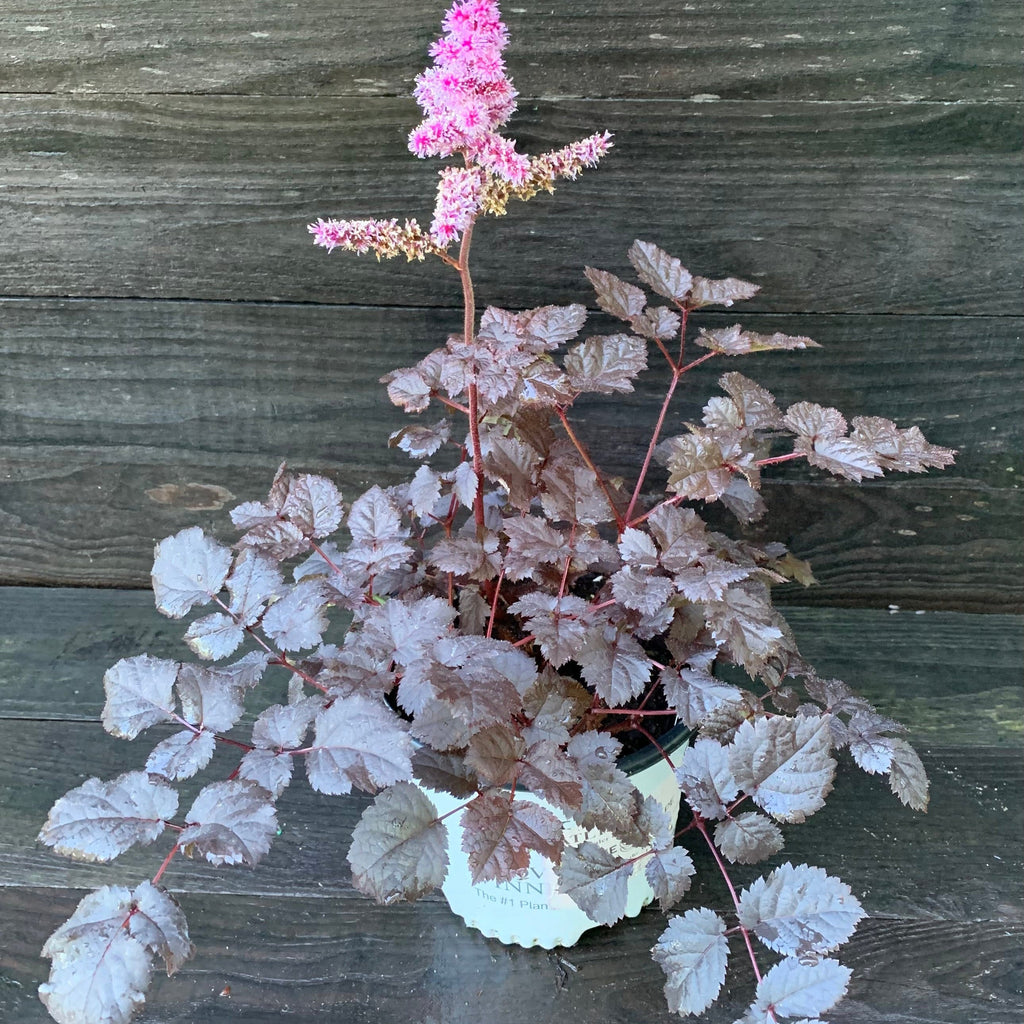 Astilbe 'Dark Side of the Moon'  - Dark Side of the Moon Astilbe