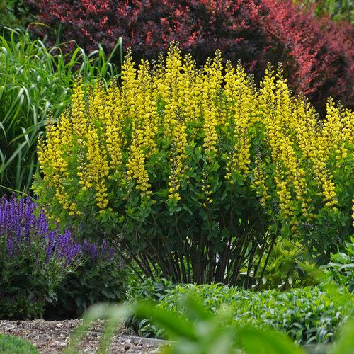 Baptisia 'Lemon Meringue'  - Decadence® Lemon Meringue Baptisia