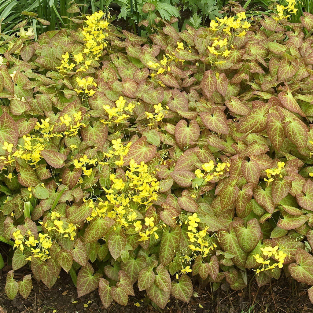 Epimedium x perralchicum 'Frohnleiten'  - Frohnleiten Barrenwort, Bishop's Hat
