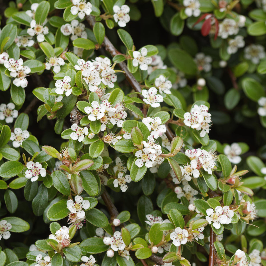 Cotoneaster dammeri 'Coral Beauty'  - Coral Beauty Cotoneaster