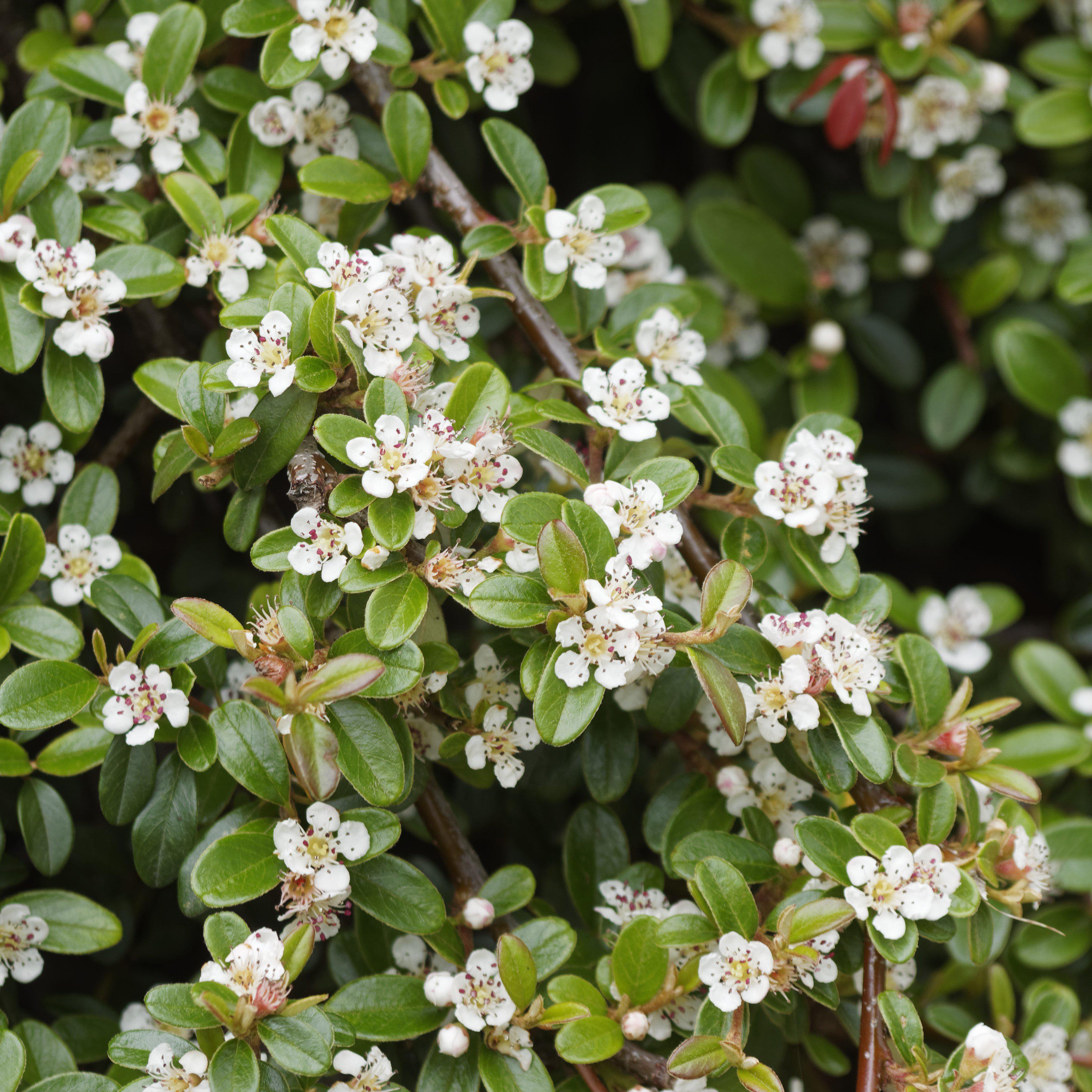 Cotoneaster dammeri 'Coral Beauty'  - Coral Beauty Cotoneaster