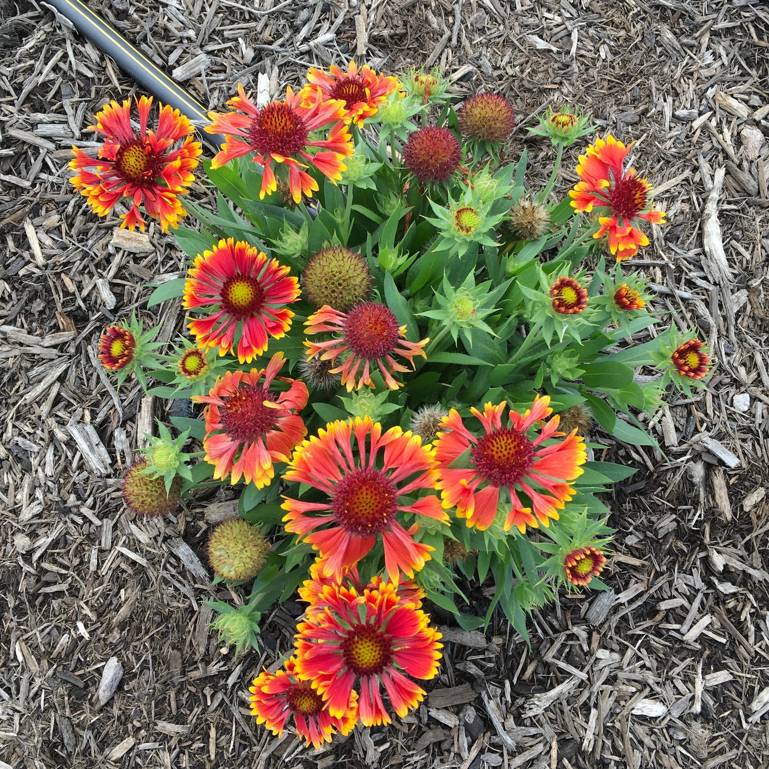 Gaillardia 'Copper Sun'  - Spintop™ Copper Sun Blanket Flower