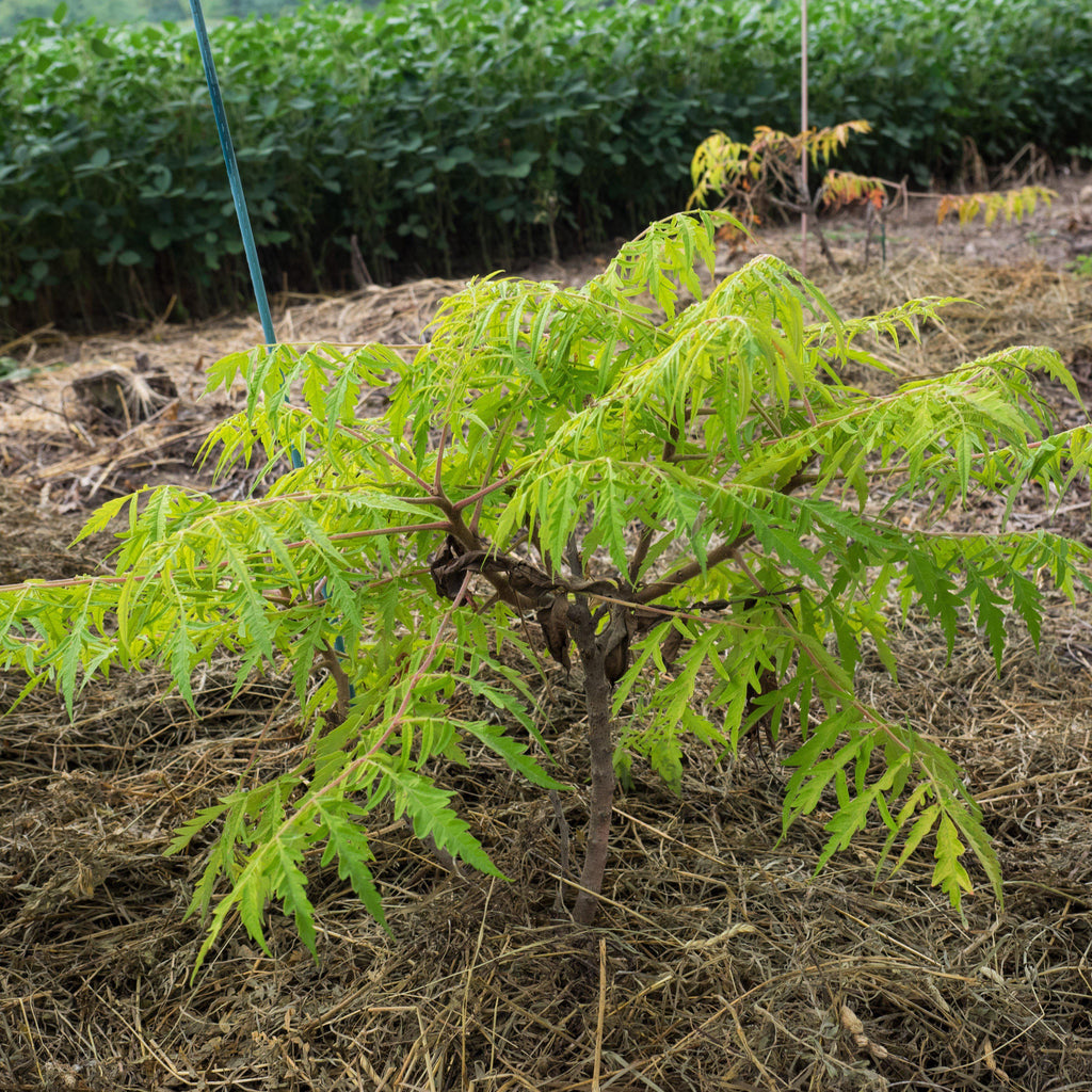 Rhus typhina 'Bailtiger' - First Editions® Tiger Eyes Staghorn Sumac ...
